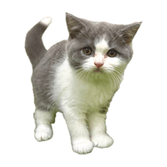 Nyanbo_20250928222328