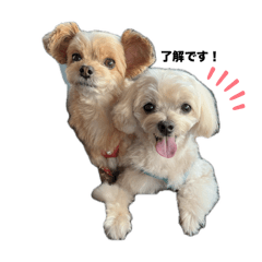 panda_20250929025145