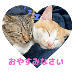 A Day in My Cat's Life