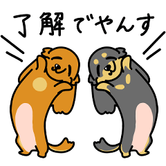 したっぱ可愛いやんすダックス