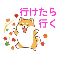 Autumn's Plump Shiba Inu