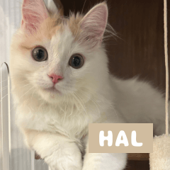 Cuuute HAL's sticker