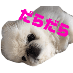 Three flat-nosed brothers Part1