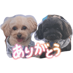 cocoa_20250929002817