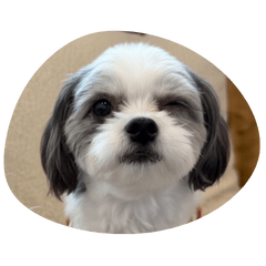 Noel & BeLL Daily Life Stickers