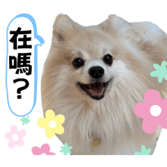 PiPi Daily皮皮