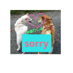 shibainu6