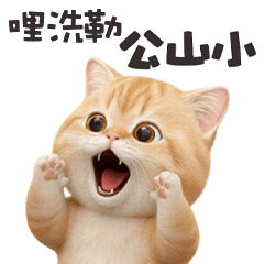 ヾ(*ΦωΦ)ツ小貓貓哩洗勒公山小