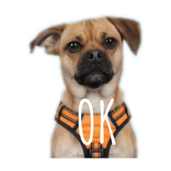 panda_20250928210850