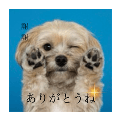 The cutest dog "Randy "