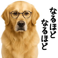 Golden Retriever Quick Replies