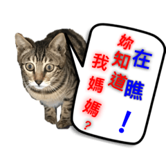 CAT FOR DOG