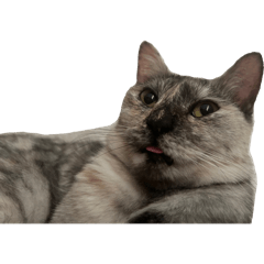 uesugi_20250929005544