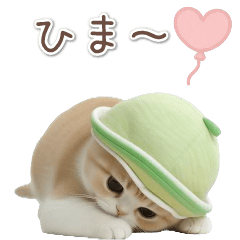 動く！スコティッシュ猫 かわいいメロン帽
