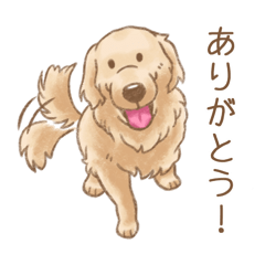 ゴールデンレトリバーシンプル