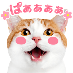 猫の顔写真❤️楽しく使える日常会話♪