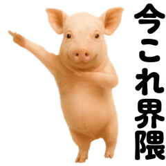 踊る！今これブタ