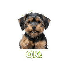 黑咪日常的喜怒哀樂