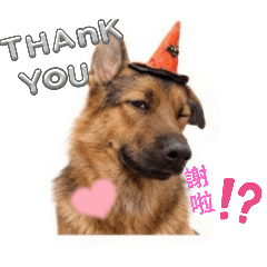 狼犬的 VLOG ! ! !