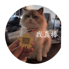 明Molly 的心聲 #趴兔