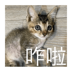 nightcat_20250929145640