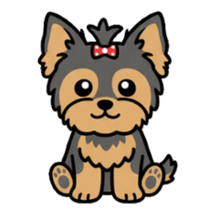 Salsa the Yorkie V.6