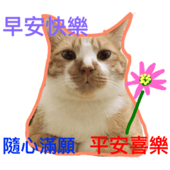 Cat's fantasy world.