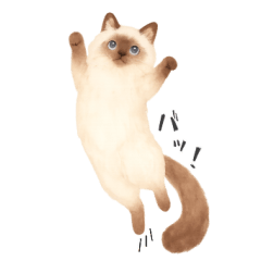 Quirky Ragdoll/Siamese Cats