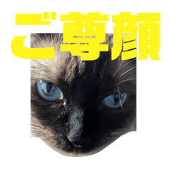 chihuu_20250929213812