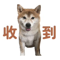 豆醬的肉肉自己賺