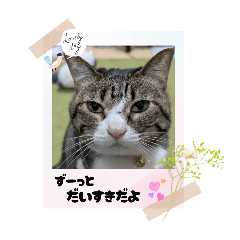 PandaMAMA_20250929220206