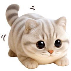 แมวเทาน้อยขาสั้นน่ารัก