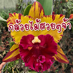 orchid thai5.1