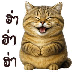 แมวสลิดน้อยจ้ำม่ำน่ารัก