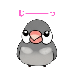 Betty_Java sparrow