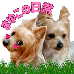 Mayuko's daily life.