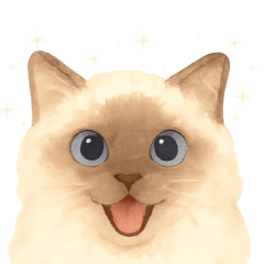 แมวแร็กดอลล์/สยามสุดเก๋ไก๋ (ไม่มีข้อความ