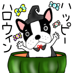 French bulldog buruchan50