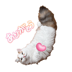 kinako_20250929232237