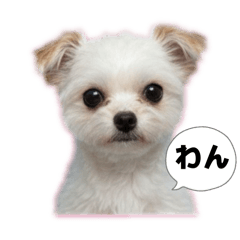 riko yamada_20250930004504