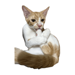 臭柑酸味的貼圖大合集