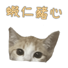 我是咪塔，咪塔是我。