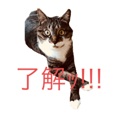 alice_20250930204903