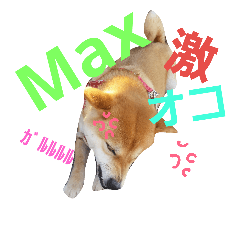 shibainu7dog