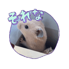ハムスター色々と