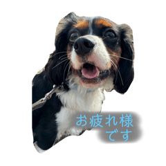 suzu_20250930220715
