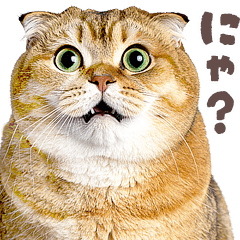 nyantomo! real Fat Cats meme