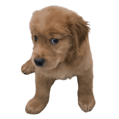 黃金獵犬-麥麥又來了૮ ⚆ﻌ⚆ა