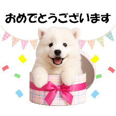 かわいいサモエドの犬スタンプ2(イベント)