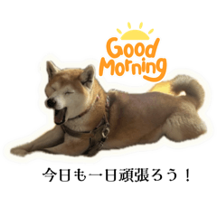 Cute Shiba Inu stickers for daily chats